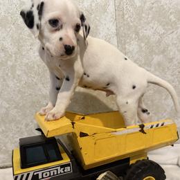 Levi - White and black male Dalmatian puppy in Hastings, Florida from Love My Spotty Dalmatians