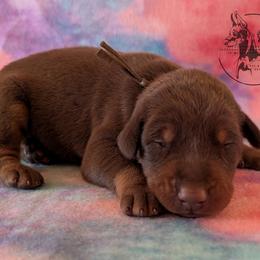 Male 4 - Brown Collar - Red and rust male Doberman Pinscher puppy in Spencer, Indiana from Jackson's Dobermans