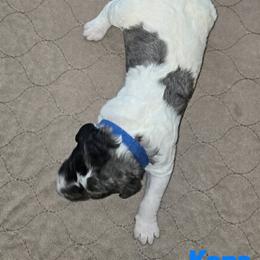Assorted Doodle Crosses and Poodle Puppies from Royal T Acres