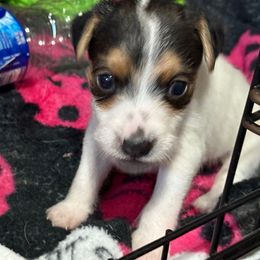 Rattler - Tri-color male Jack Russell Terrier puppy in Yakima County, Washington from Saddle Rock Kennels