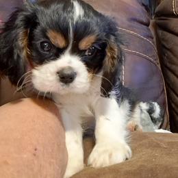 Crispy - Tri-color male Cavalier King Charles Spaniel puppy in Longview, Texas from Casanova Cavalier King Charles Spaniels