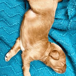 Australian Labradoodle Puppies from Salona Australian Labradoodles