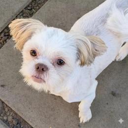 Randy - Gold and white male Shih Tzu puppy in Victorville, California from RUMBLE n TUMBLE