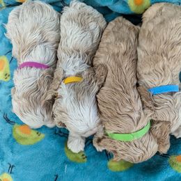 Cocker Spaniel puppies from Samuel's Cocker Spaniels