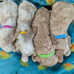Cocker Spaniel puppies from Samuel's Cocker Spaniels