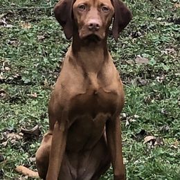 Vizsla Puppies from Rolling Amber Vizslas
