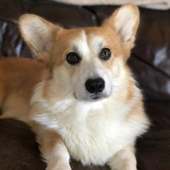 Pembroke Welsh Corgis from Pemhill Corgis