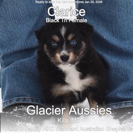 Clarice - Black tri-color female Australian Shepherd puppy in Kila, Montana from Glacier Aussies