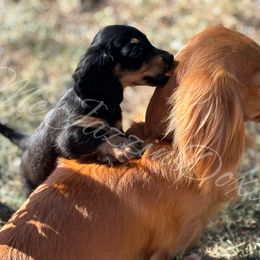 Dachshund Puppies from McJazzin Doxies