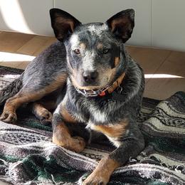 Jenna - Blue speckled female Australian Cattle Dog puppy in Fairview, Oklahoma from Flying D Kennels