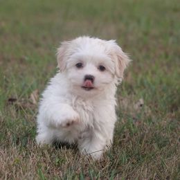 Ollie - Cream male Havanese puppy in Bowling Green, Kentucky from Denise Clark