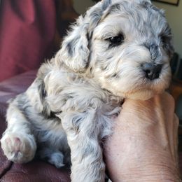Poodle Puppies from Dogtown Doodles