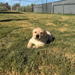 Aqua collar - Yellow female Labrador Retriever puppy in Big River, California from Cozy Acres Farm Labradors