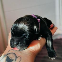 Zaria - Black female Cane Corso puppy in Houston, Texas from Mortaio Cane Corso