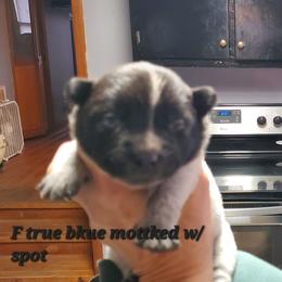 Full head mask - Blue speckled female Australian Cattle Dog puppy in Lenoir, North Carolina from Blue Coyote Ranch