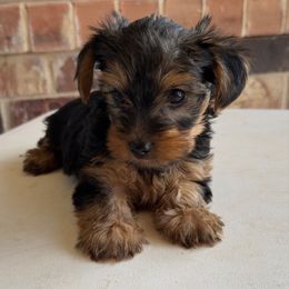 Tuck - Black and tan male Yorkshire Terrier puppy in Midland, Texas from Southern Yorkie Pies