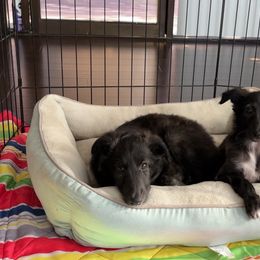 Silken Windhound Puppies from Intriga Hounds