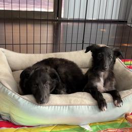 Silken Windhound Puppies from Intriga Hounds