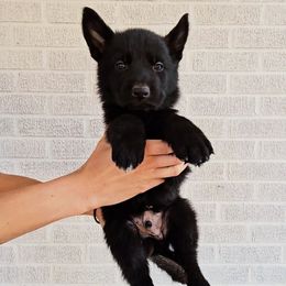 Bela Lugosi - Black male German Shepherd puppy in Winston Salem, North Carolina from Samtastic Shepherds
