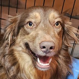 Teeter - Miniature Australian Shepherd