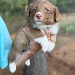 Orange collar - Liver and white male American Corgi puppy in Nashville, Arkansas from Whisenhunt Farms