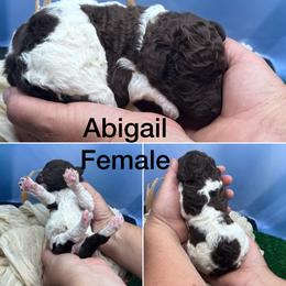 Abigail - Parti female Poodle puppy in Greenville, North Carolina from Grace Poodles