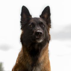 Extra - Belgian Tervuren