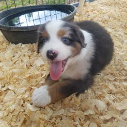 Australian Shepherd Puppies from Covenant View Farm Australian Shepherds