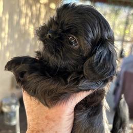 King - Brindle male Shih Tzu puppy in Victorville, California from RUMBLE n TUMBLE