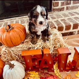 Bernedoodle Puppies from Black Barn Bernedoodles