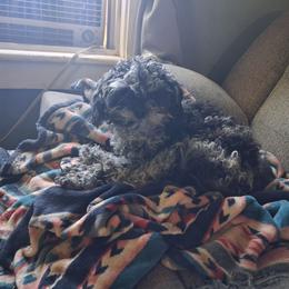 Rose - Cavapoo