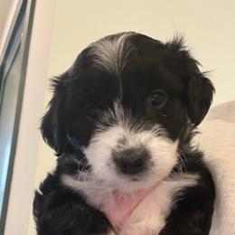 Valentine - Black and white female Aussiedoodle puppy in Elk, Washington from James Ruby Farms