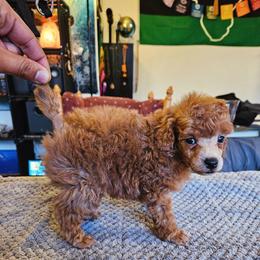 Poodle Puppies from Seattle Sankofa Kennel Club