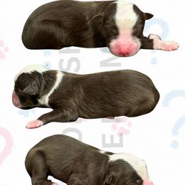 Havoc - Red merle male Miniature Australian Shepherd puppy in Oronogo, Missouri from Dutton's Show Me Farms