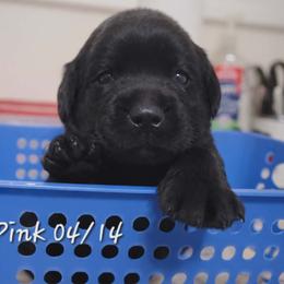 Pink girl - Black female Labrador Retriever puppy in Nacogdoches, Texas from Westlane Dogs