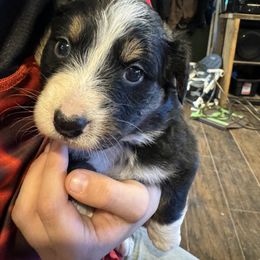 Australian Shepherd Puppies from Hayward aussies