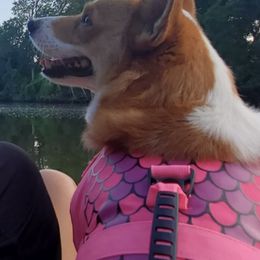 Pembroke Welsh Corgis from Brian Cayton