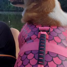 Pembroke Welsh Corgis from Brian Cayton