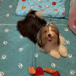 Dash - Black tan and white male Biewer Terrier puppy in Louisiana from Maddylane Biewer Terriers