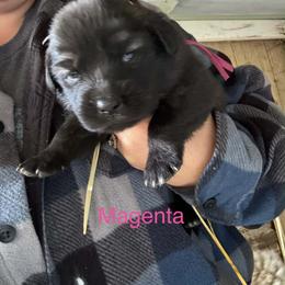 Magenta - Gray female Sarplaninac puppy in Colorado Springs, Colorado from Pesky Redneck Mini Ranch