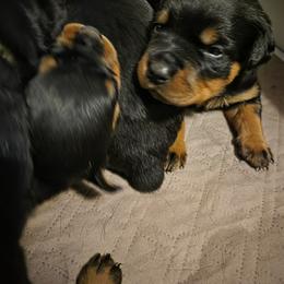 Rottweiler Puppies from Rottbies