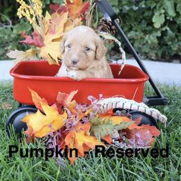Pumpkin - Red female Bernedoodle puppy in Helper, Utah from Doodle Love Utah