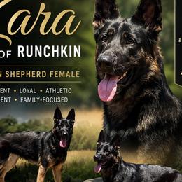Zara - German Shepherd