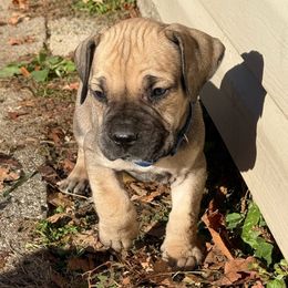 Gomi - Fawn male Boerboel puppy in Sacramento, Michigan from BoHo Boerboels