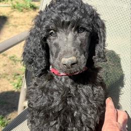 Arthur - Silver male Poodle puppy in Meadowbrook, California from Standard Poodle Pups