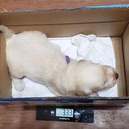 Golden Retriever Puppies from The Golden Court