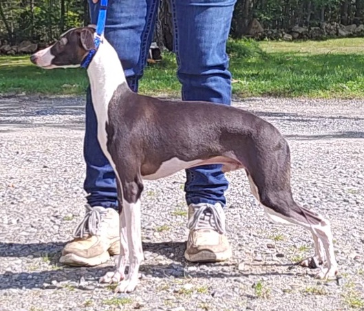 Apollo - Italian Greyhound