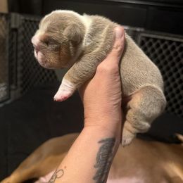 Girl 2 - Lilac tri-color female Bulldog puppy in Bonney Lake, Washington from Sitka spruce bulldogs