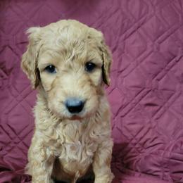 Bentley - Red  male Goldendoodle puppy in Blountsville, Alabama from Southern Charm Goldendoodles
