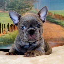 French Bulldog Puppies from BeYardCore Bullies